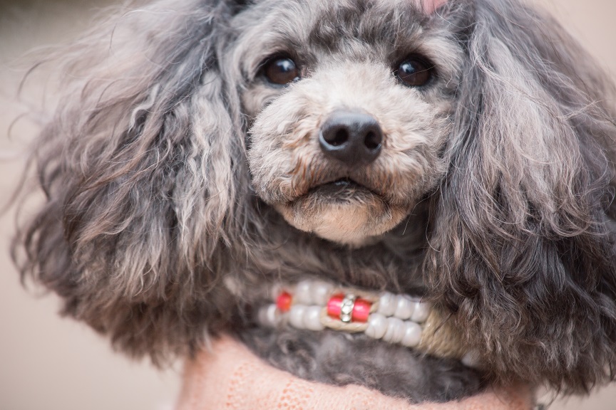 犬の白内障は目薬で治せる 症状や原因を把握して予防も可能